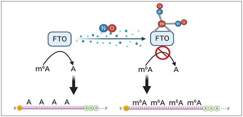Researchers Uncover Nitric Oxide-Mediated m6A Methylation